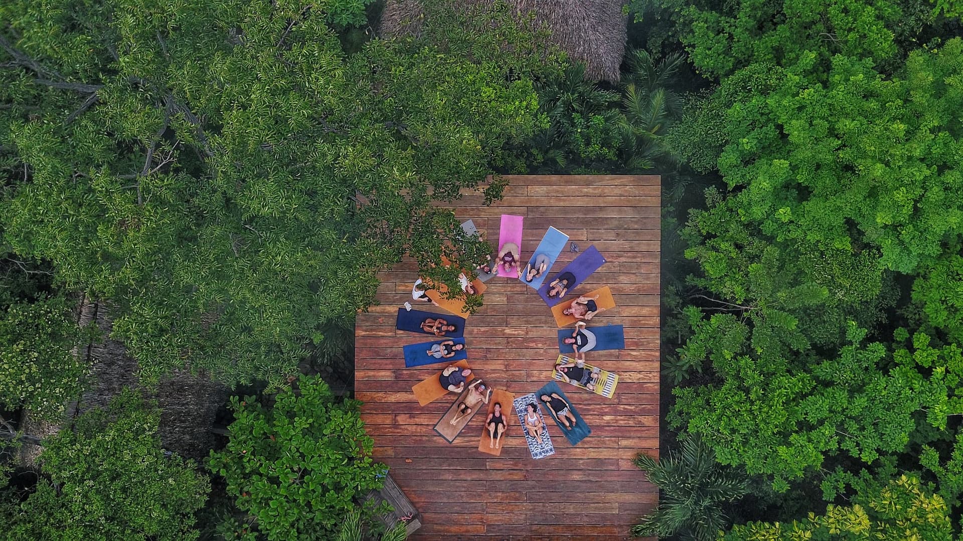 A Jungle Experience 3
